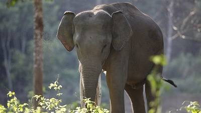 Bangladesh: Wild elephants attack Rohingya camp, kill 4