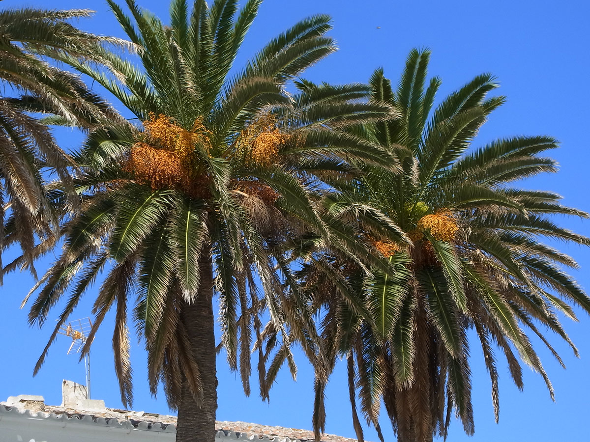 Riega el jardín de fulano