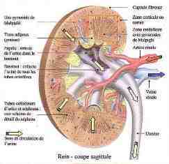 Les pathologies rnales