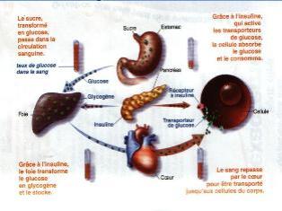 Les mesures que doit prendre un diabtique dsquilibr dsirant jener.