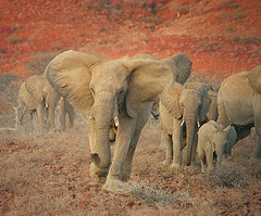 Enseٌanzas y experiencias obtenidas del suceso del elefante